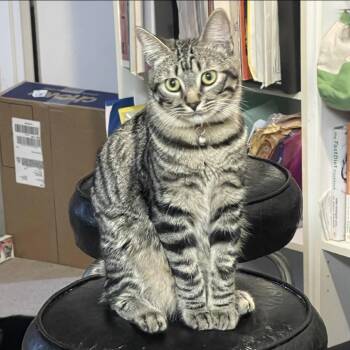 Stacy -  American Shorthair Cat for Adoption in Houston, Texas - Stacy | PetCurious