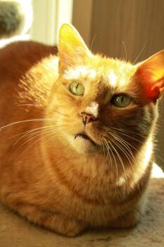 Rescue Domestic Short Hair Cats for Adoption in Ona, West Virginia - Simba | PetCurious
