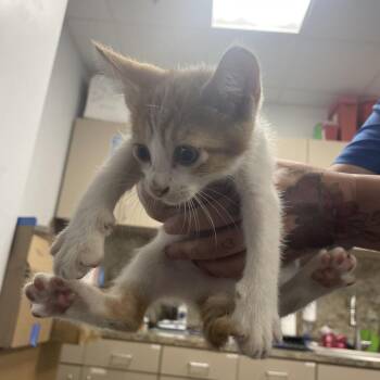 Louie -  Domestic Short Hair Cat for Adoption in Dickinson, Texas - Louie | PetCurious
