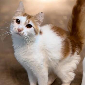 Domestic Medium Hair Cats Available for Adoption in Grantsville, Utah - Winslow | PetCurious