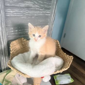 Baloo -  Domestic Medium Hair and Maine Coon Cat for Adoption - Baloo | PetCurious