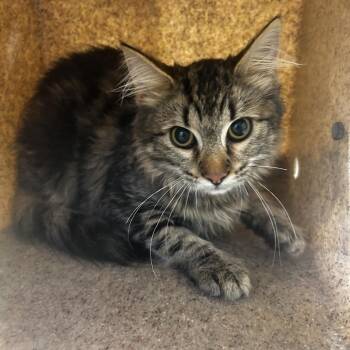 Peanut Butter Teeth -  Domestic Short Hair Cat for Adoption in Philadelphia, Pennsylvania - Peanut Butter Teeth | PetCurious