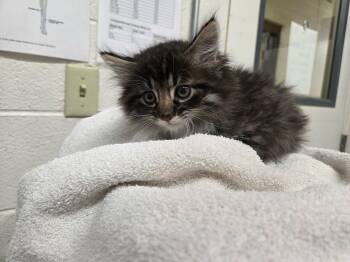 Tamale -  Domestic Medium Hair Cat for Adoption in Fruit Heights, Utah - Tamale | PetCurious