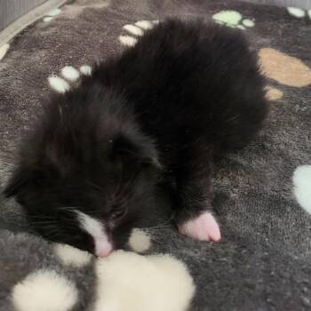 Domestic Short Hair Cats Available for Adoption in Kanab, Utah - Canoodle | PetCurious