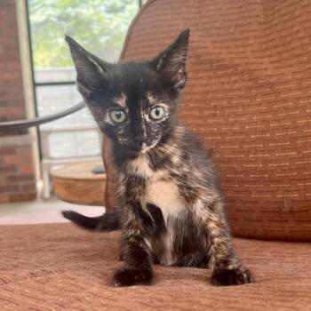 Good N Plenty -  Domestic Short Hair Cat for Adoption in Candler, North Carolina - Good N Plenty | PetCurious
