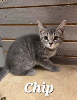 Chip -  Domestic Short Hair Cat for Adoption in Sidney, Ohio - Chip | PetCurious