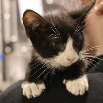 Beau -  Domestic Short Hair Cat for Adoption in Briarcliff Manor, New York - Beau | PetCurious