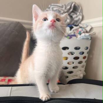 Dunn -  Domestic Short Hair Cat for Adoption in North Canton, Ohio - Dunn | PetCurious