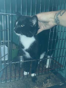 Sara -  Domestic Medium Hair Cat for Adoption in Chatham, Virginia - Sara | PetCurious