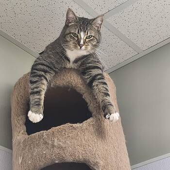 Rescue Domestic Short Hair Cats for Adoption in Ottawa, Illinois - Jemma | PetCurious