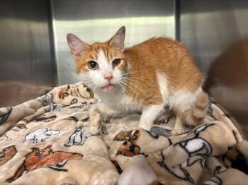 Domestic Short Hair Cats Available for Adoption in Grand Prairie, Texas - SUNNY | PetCurious