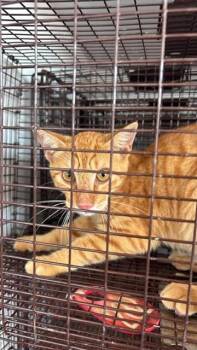 A662237 -  Domestic Short Hair Cat for Adoption in Houston, Texas - A662237 | PetCurious