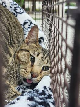 Domestic Short Hair Cats Available for Adoption in San Antonio, Texas - SNICKERS | PetCurious