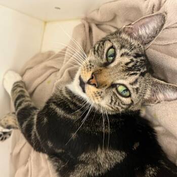 Clark -  Domestic Short Hair Cat for Adoption in Philadelphia, Pennsylvania - Clark | PetCurious
