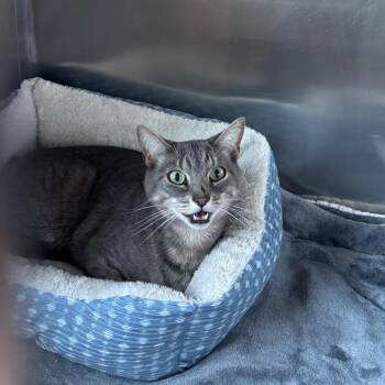 Domestic Short Hair Cats Available for Adoption - Mindy (bonded With Mork) | PetCurious