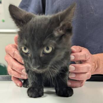 Jake -  Domestic Short Hair Cat for Adoption in Canton, Illinois - Jake | PetCurious