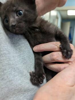 Rescue Domestic Short Hair Cats for Adoption in Rustburg, Virginia - Gretel - At Shelter | PetCurious