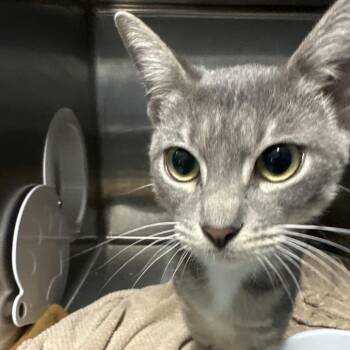 Table -  Domestic Short Hair Cat for Adoption in Lakeland, Florida - Table | PetCurious