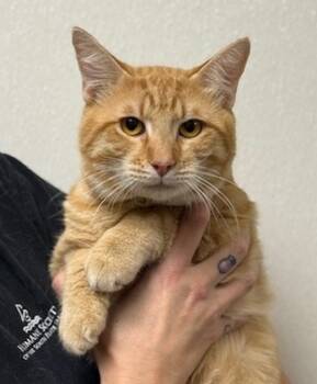 Rescue Domestic Short Hair Cats for Adoption in Littleton, Colorado - Morris | PetCurious