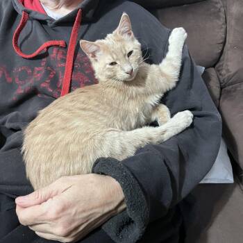 Domestic Medium Hair Cats Available for Adoption - Hobbiton | PetCurious