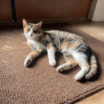 Baby Girl -  Calico Cat for Adoption in Long Beach, Mississippi - Baby Girl | PetCurious