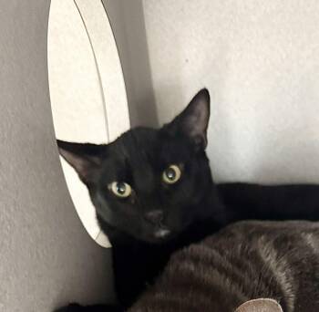 Rescue Domestic Short Hair Cats for Adoption in Red Bluff, California - *Nike | PetCurious