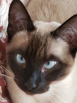 Siamese Cats Available for Adoption - Jelly Bean | PetCurious