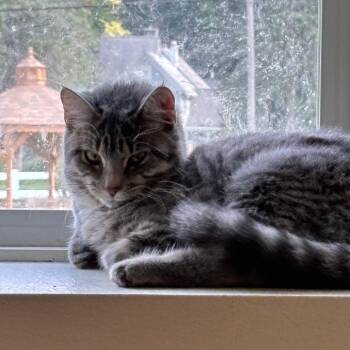 Sushi -  Domestic Short Hair Cat for Adoption in New York, New York - Sushi | PetCurious