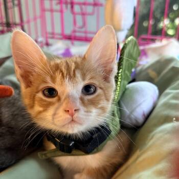 Domestic Short Hair and Tabby Cats Available for Adoption in Greensboro, Georgia - Blimp - Athens, GA | PetCurious