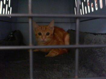 A1269544 -  Domestic Short Hair Cat for Adoption in Charlotte, North Carolina - A1269544 | PetCurious