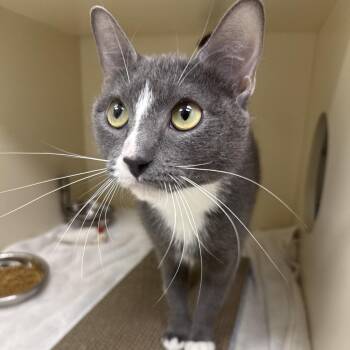 Domestic Short Hair Cats Available for Adoption - Luma | PetCurious