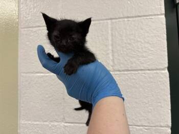 Domestic Short Hair Cats Available for Adoption in Thousand Palms, California - FERN | PetCurious