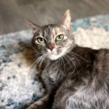 Domestic Short Hair Cats Available for Adoption in Sandy Springs, Georgia - Peep | PetCurious