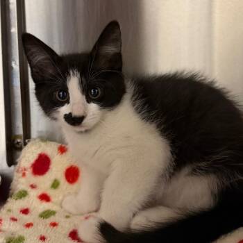 Dominos -  Domestic Short Hair Cat for Adoption in Cody, Wyoming - Dominos | PetCurious