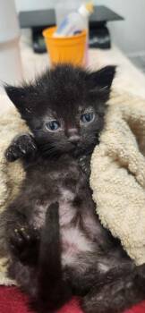 Domestic Short Hair Cats Available for Adoption in Republic, Missouri - Peter | PetCurious