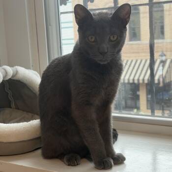 Smokey -  Domestic Short Hair Cat for Adoption in Monroe, North Carolina - Smokey | PetCurious