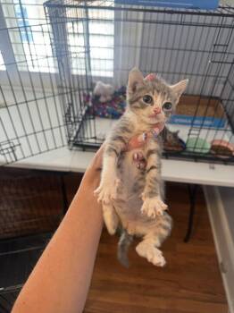 Ocean -  Domestic Short Hair and Tabby Cat for Adoption in Emerald Isle, North Carolina - Ocean | PetCurious
