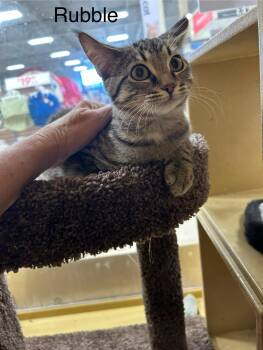 Rescue Domestic Short Hair Cats for Adoption in Herculaneum, Missouri - Rubble | PetCurious