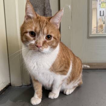 Rescue Domestic Short Hair Cats for Adoption in Latrobe, Pennsylvania - Ollie | PetCurious