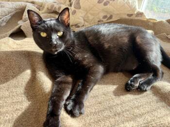 Lucky -  American Shorthair Cat Available for Adoption in Half Moon Bay, California - Lucky | PetCurious