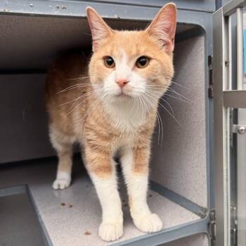 Casey -  Domestic Short Hair Cat for Adoption in Waterloo, Iowa - Casey | PetCurious