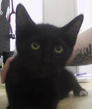 Domestic Short Hair Cats Available for Adoption in Dayton, Minnesota - Benjamin | PetCurious