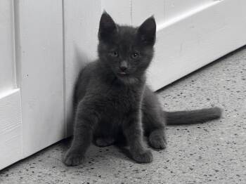 Trip -  Domestic Short Hair Cat for Adoption in Pottsville, Pennsylvania - Trip | PetCurious