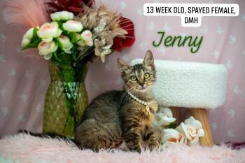 Jenny -  Domestic Short Hair Cat for Adoption in Sevierville, Tennessee - Jenny | PetCurious