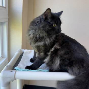 Domestic Medium Hair Cats Available for Adoption in State College, Pennsylvania - Magni | PetCurious