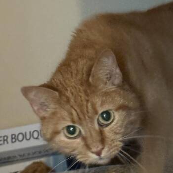 Charlotte -  Domestic Short Hair Cat Available for Adoption in Westport, Connecticut - Charlotte | PetCurious