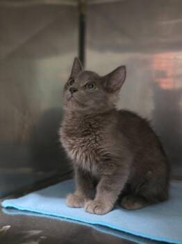Andromache -  Domestic Medium Hair Cat for Adoption in Rockport, Texas - Andromache | PetCurious