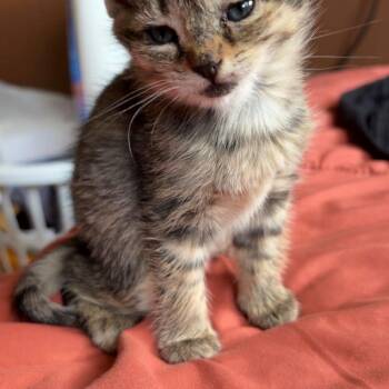 Squish -  Domestic Short Hair Cat for Adoption in Klamath Falls, Oregon - Squish | PetCurious
