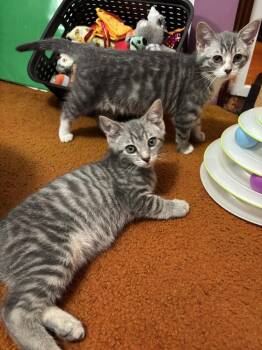 Pixy Stick -  Domestic Short Hair Cat for Adoption in West Mifflin, Pennsylvania - Pixy Stick | PetCurious