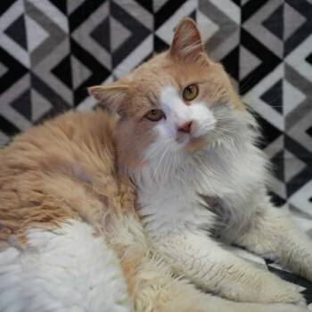 Domestic Long Hair Cats Available for Adoption - Smallz | PetCurious
